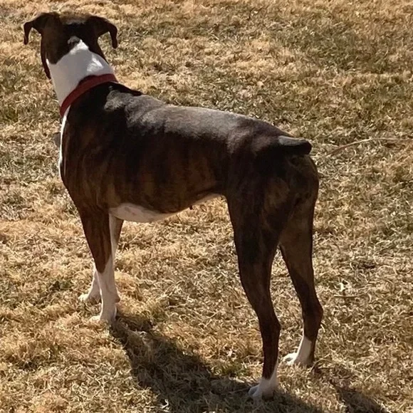 My fur babies and others. Lol. - Picture 3 of 15